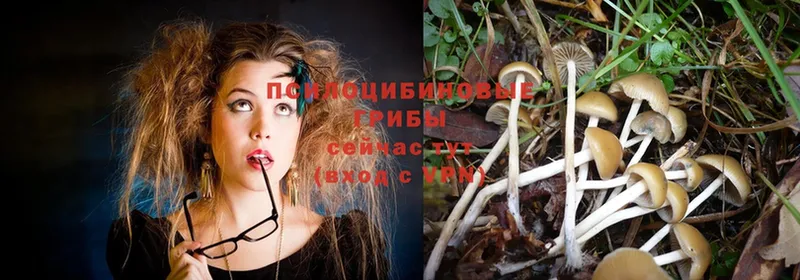 купить   Ишимбай  Галлюциногенные грибы Magic Shrooms 